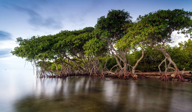 Mangrove Forest